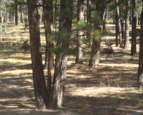 Big Bucks hiding in the shadows, Black Forest, Colorado.